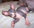 /album/mackopes2/mackopes1-jpg2/